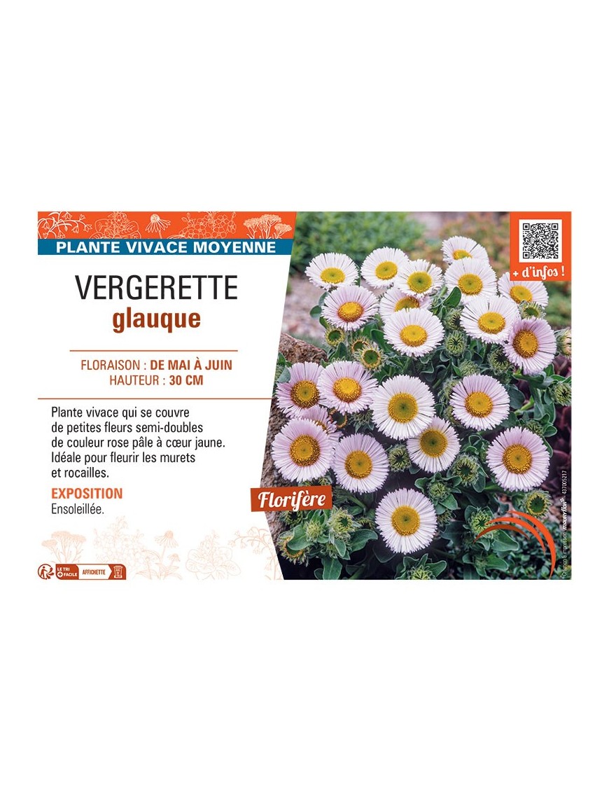 VERGERETTE GLAUQUE