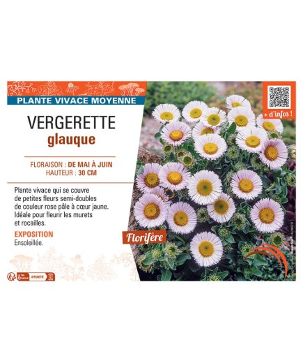 VERGERETTE GLAUQUE
