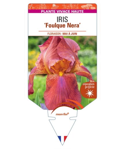 IRIS (germanica) Foulque Nera
