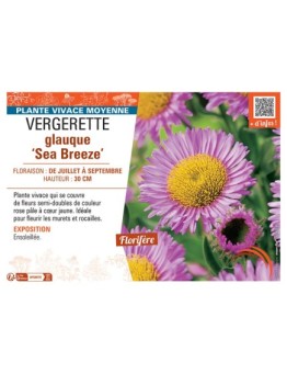 VERGERETTE GLAUQUE SEA BREEZE
