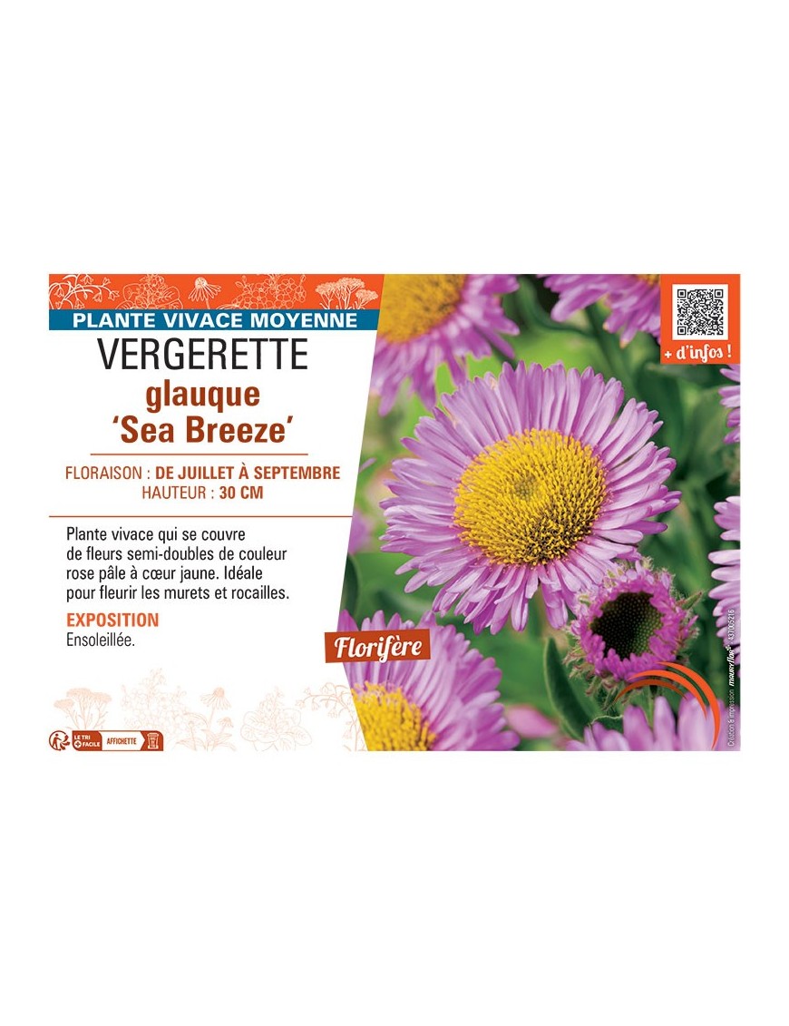 VERGERETTE GLAUQUE SEA BREEZE