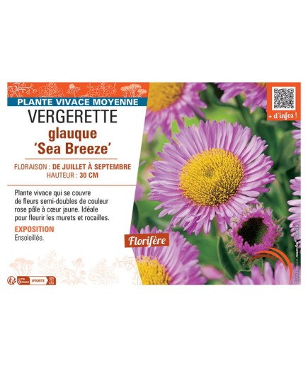 VERGERETTE GLAUQUE SEA BREEZE