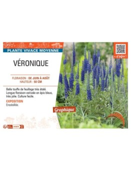 VÉRONIQUE (bleu)