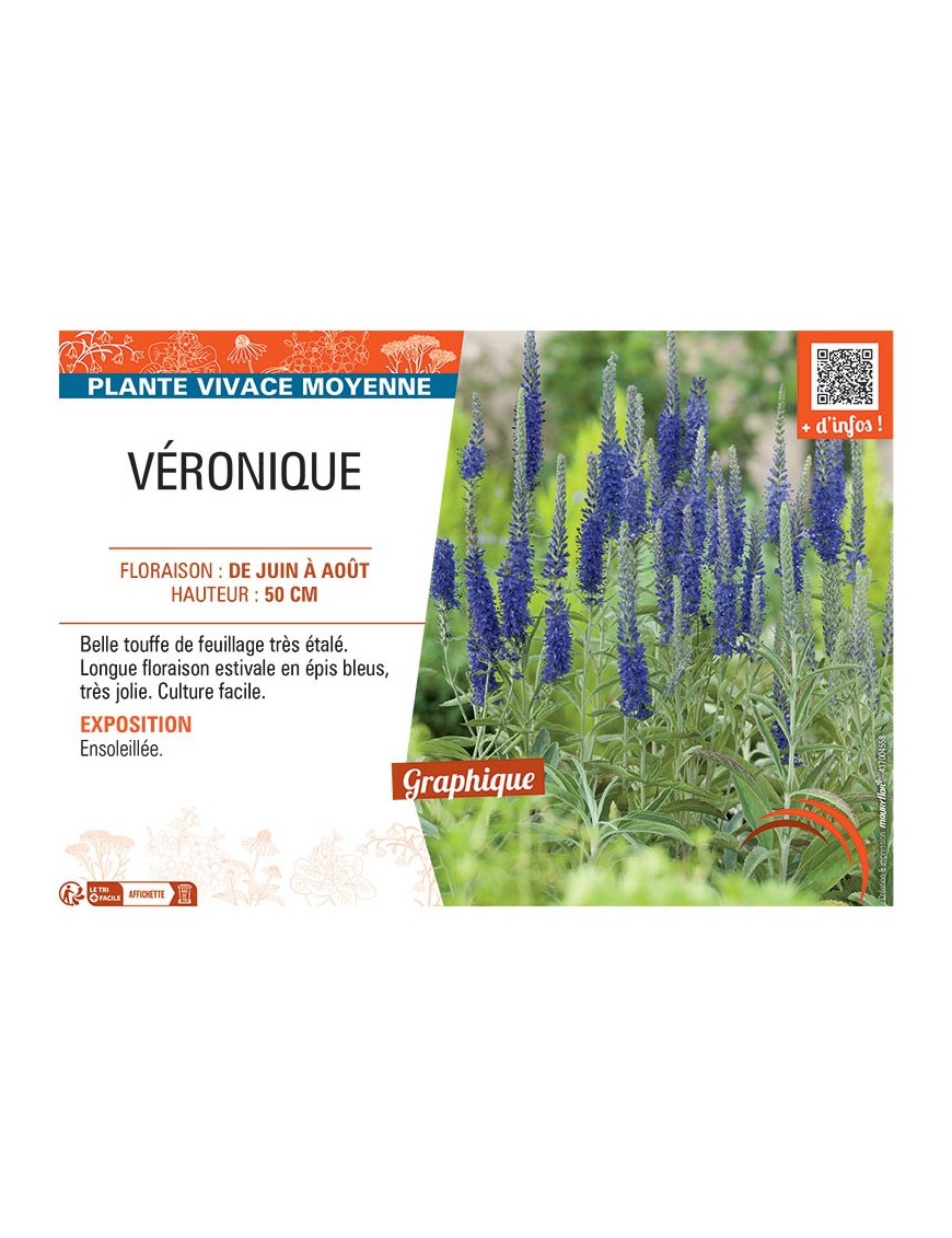 VÉRONIQUE (bleu)