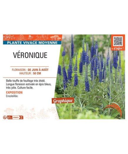 VÉRONIQUE (bleu)