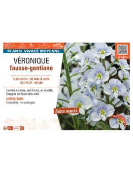 VERONIQUE FAUSSE-GENTIANE