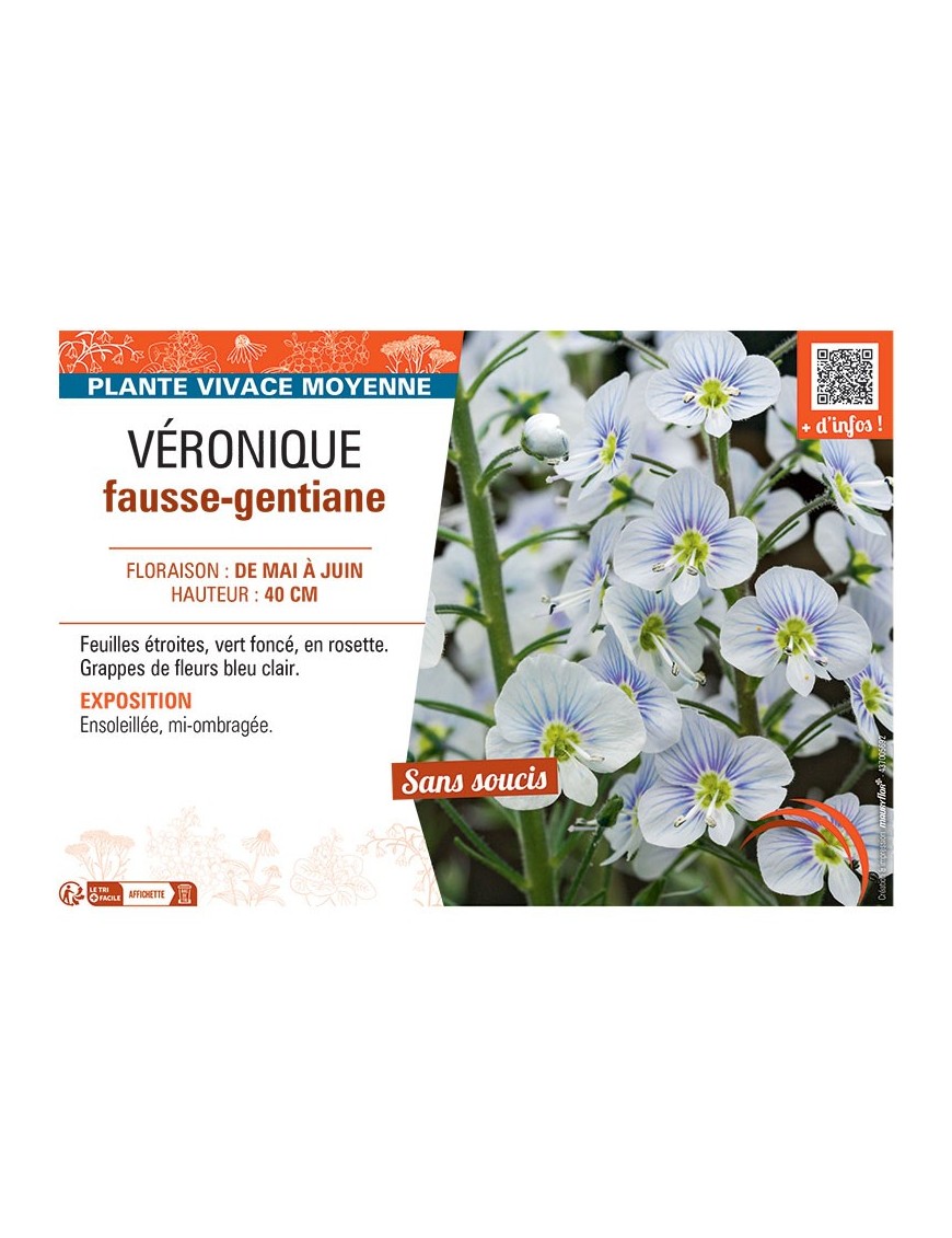 VERONIQUE FAUSSE-GENTIANE