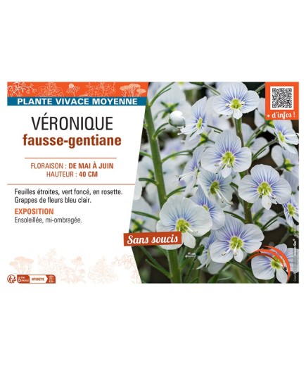 VERONIQUE FAUSSE-GENTIANE