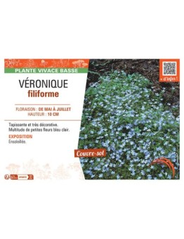 VERONIQUE FILIFORME