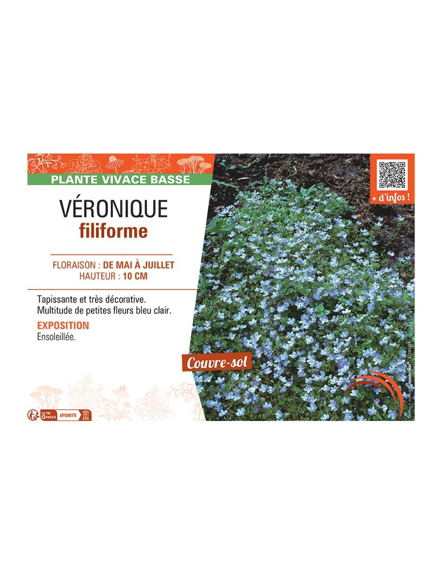VERONIQUE FILIFORME