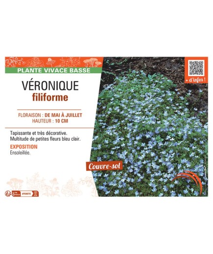 VERONIQUE FILIFORME