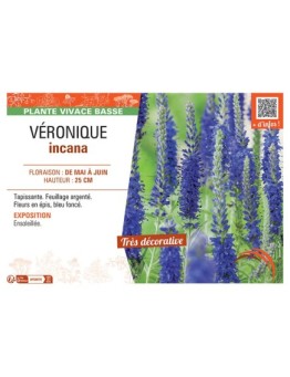 VERONIQUE INCANA (bleu)