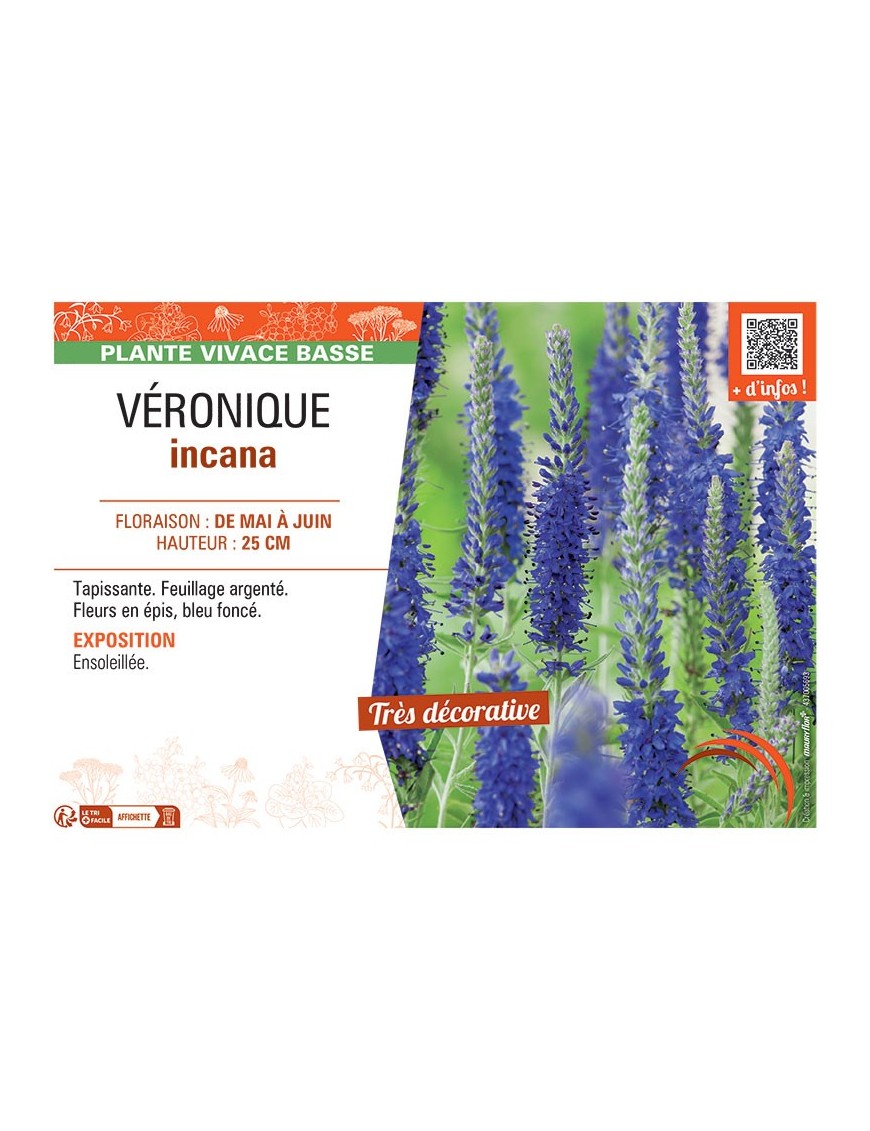 VERONIQUE INCANA (bleu)