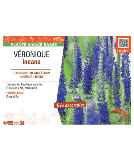 VERONIQUE INCANA (bleu)