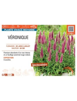 VERONIQUE LONGIFOLIA