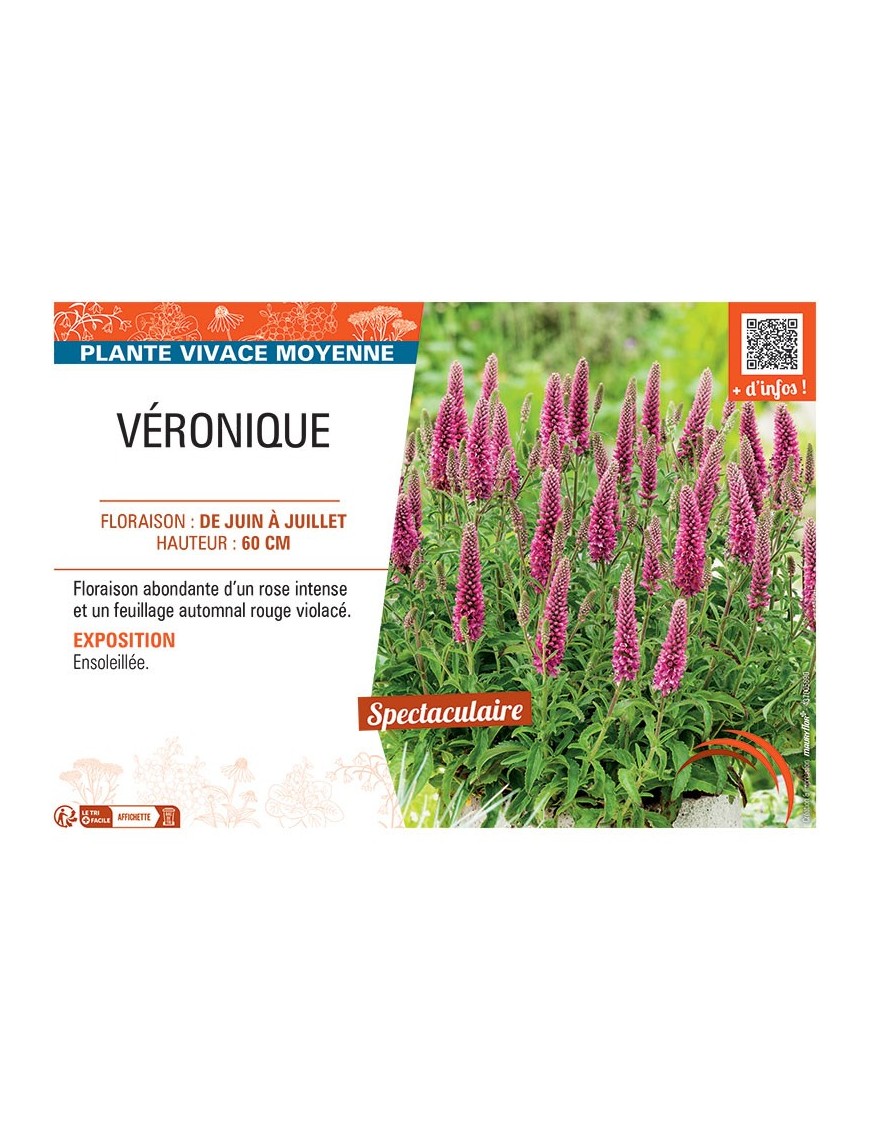 VERONIQUE LONGIFOLIA
