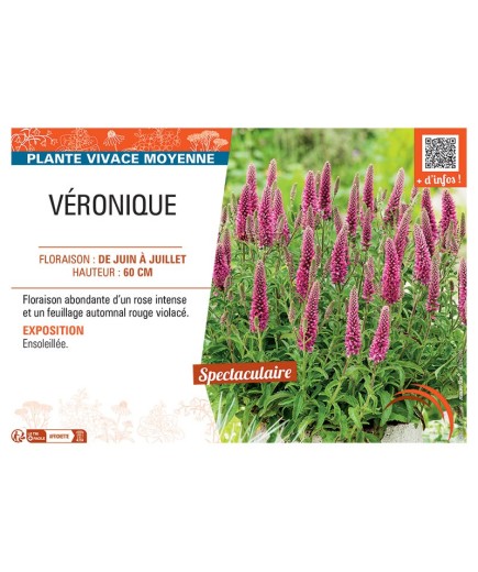 VERONIQUE LONGIFOLIA