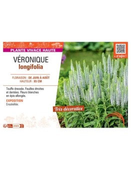 VERONIQUE LONGIFOLIA (blanc)