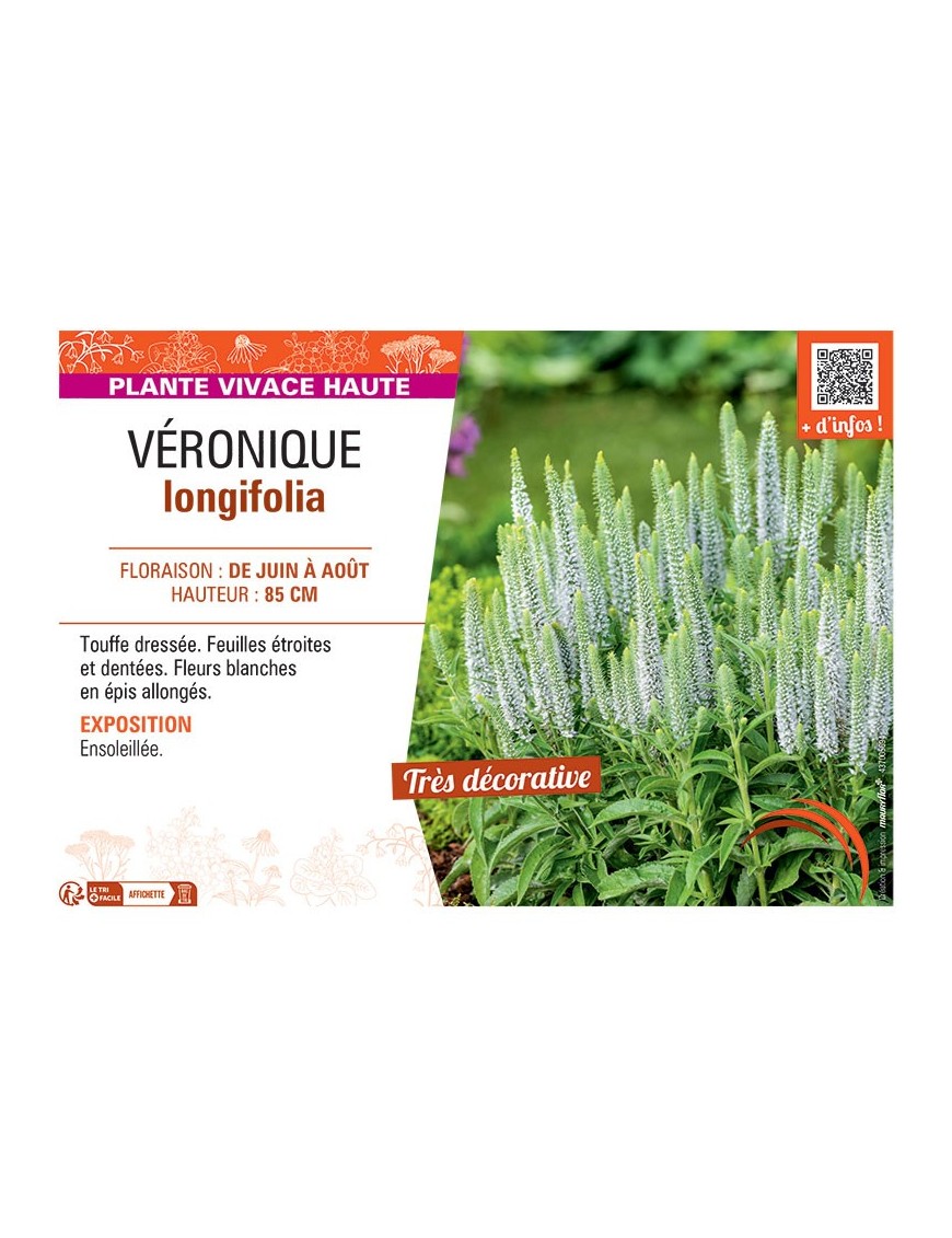 VERONIQUE LONGIFOLIA (blanc)