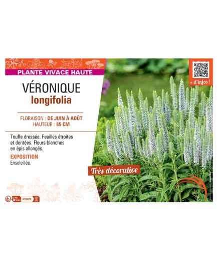 VERONIQUE LONGIFOLIA (blanc)