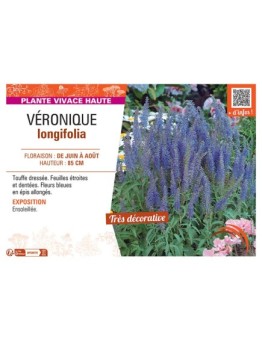 VERONIQUE LONGIFOLIA (bleu)
