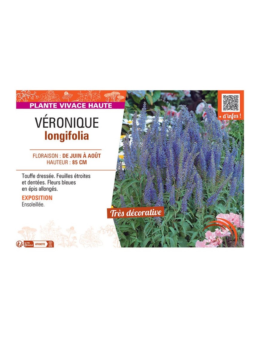 VERONIQUE LONGIFOLIA (bleu)