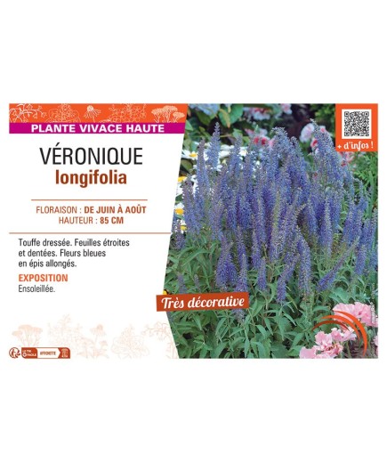 VERONIQUE LONGIFOLIA (bleu)