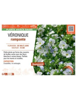 VERONIQUE RAMPANTE (blanc)
