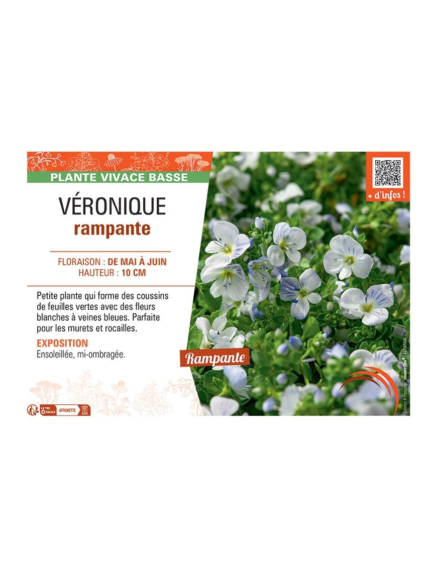 VERONIQUE RAMPANTE (blanc)