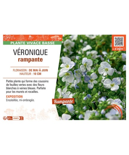 VERONIQUE RAMPANTE (blanc)
