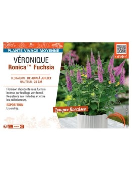 VERONIQUE RONICA™ FUCHSIA