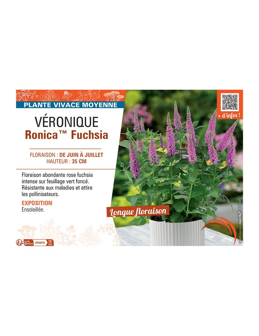 VERONIQUE RONICA™ FUCHSIA