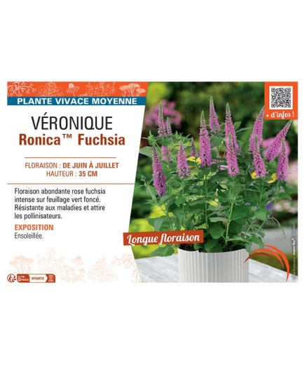 VERONIQUE RONICA™ FUCHSIA