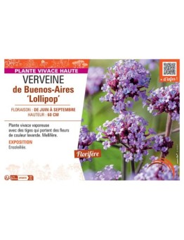 VERVEINE DE BUENOS-AIRES LOLLIPOP
