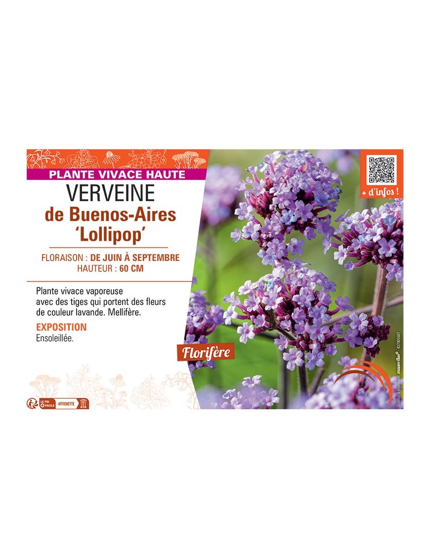 VERVEINE DE BUENOS-AIRES LOLLIPOP