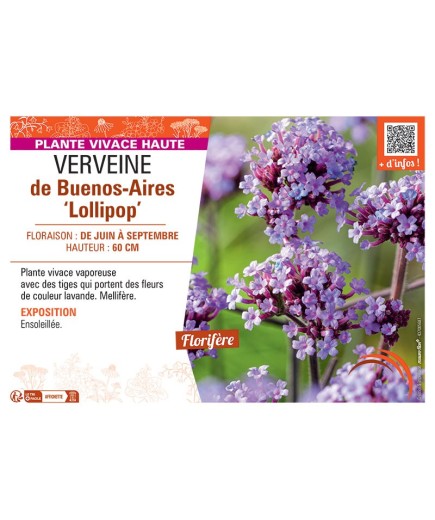 VERVEINE DE BUENOS-AIRES LOLLIPOP