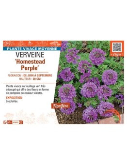 VERVEINE HOMESTEAD PURPLE