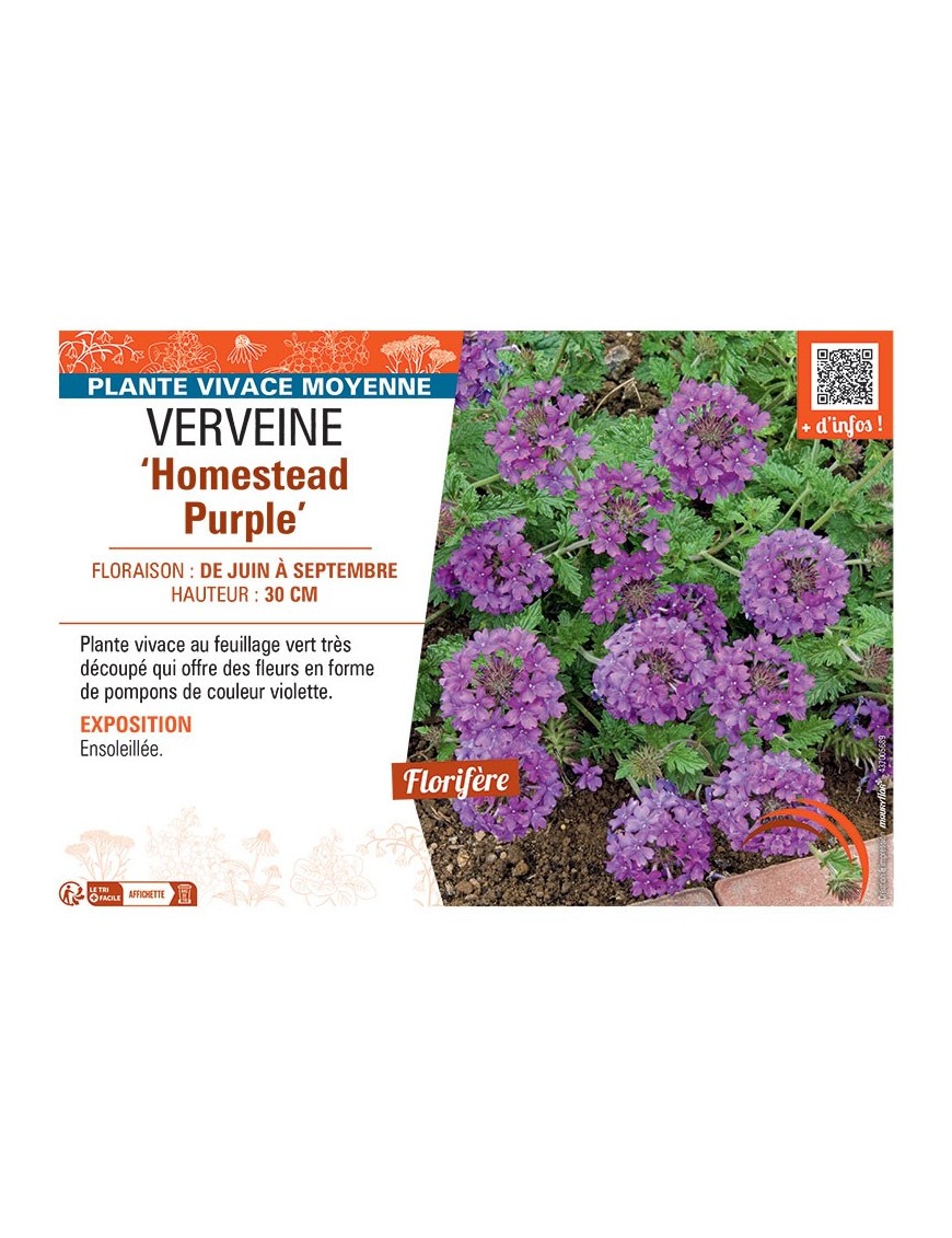VERVEINE HOMESTEAD PURPLE