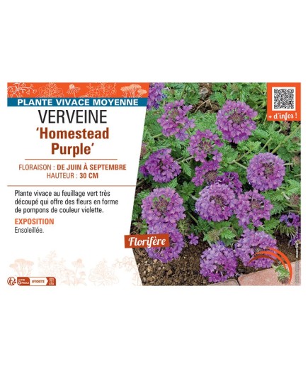 VERVEINE HOMESTEAD PURPLE
