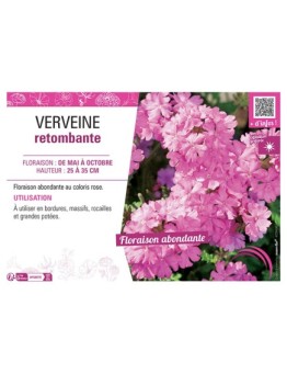 VERVEINE RETOMBANTE (rose)
