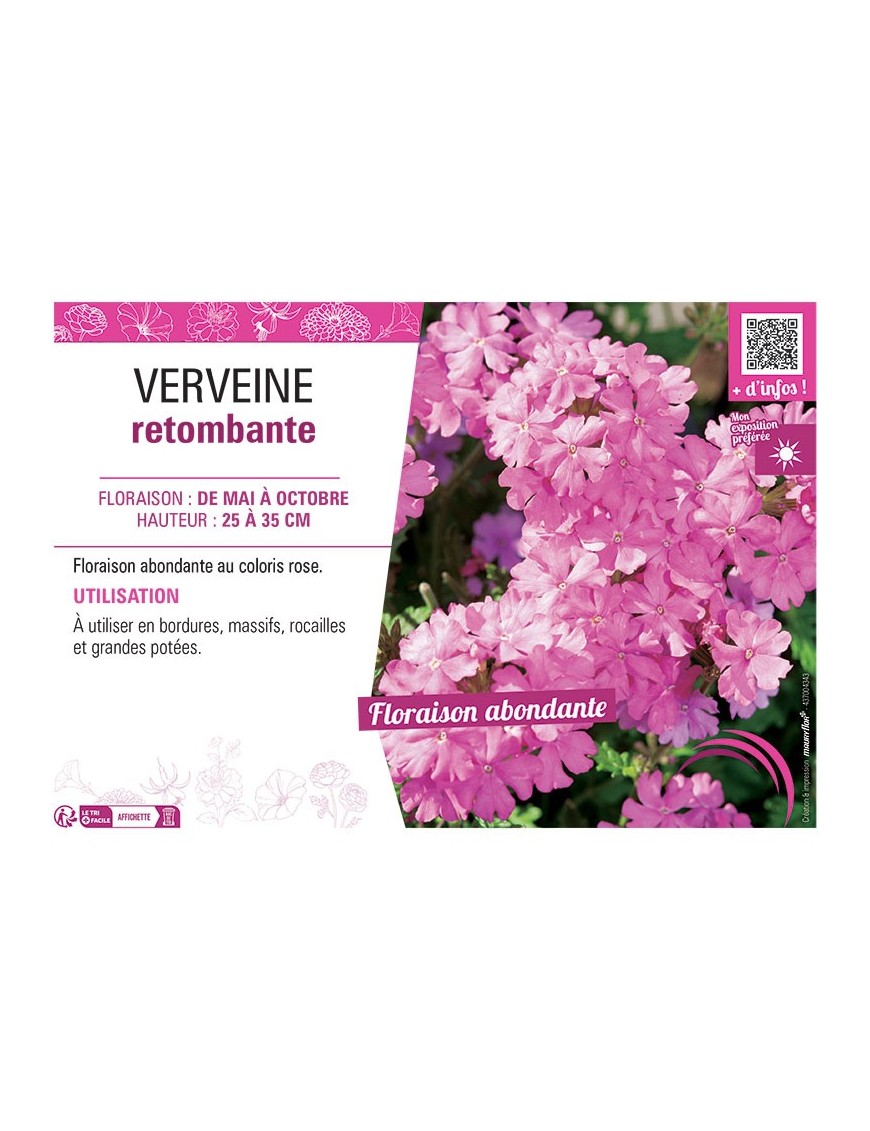 VERVEINE RETOMBANTE (rose)
