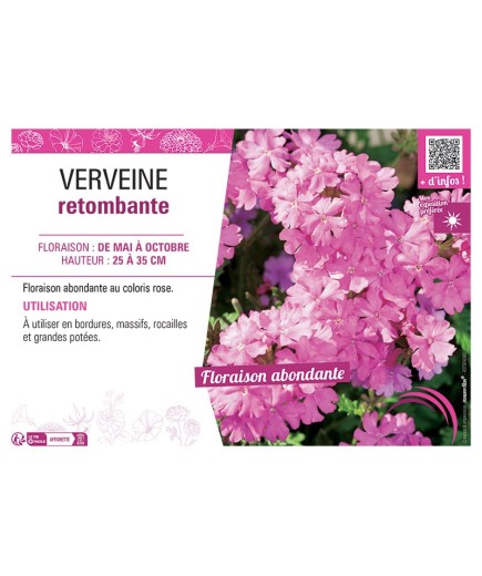VERVEINE RETOMBANTE (rose)