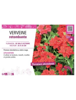 VERVEINE RETOMBANTE (rouge)