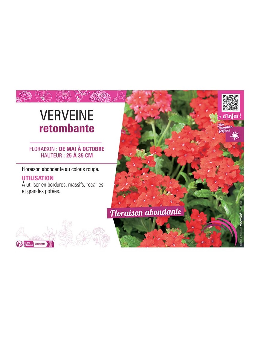 VERVEINE RETOMBANTE (rouge)
