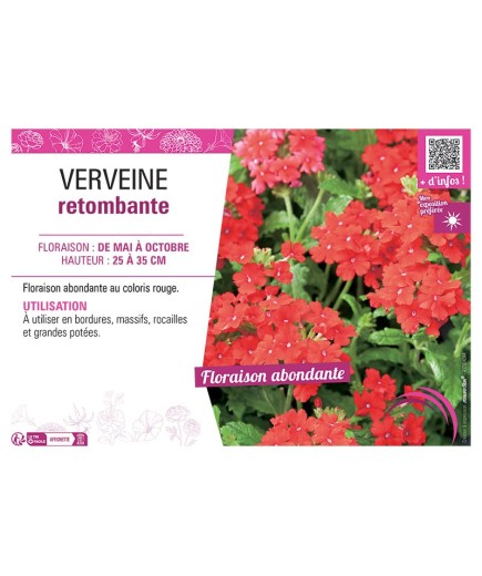 VERVEINE RETOMBANTE (rouge)
