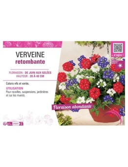 VERVEINE RETOMBANTE (variée)