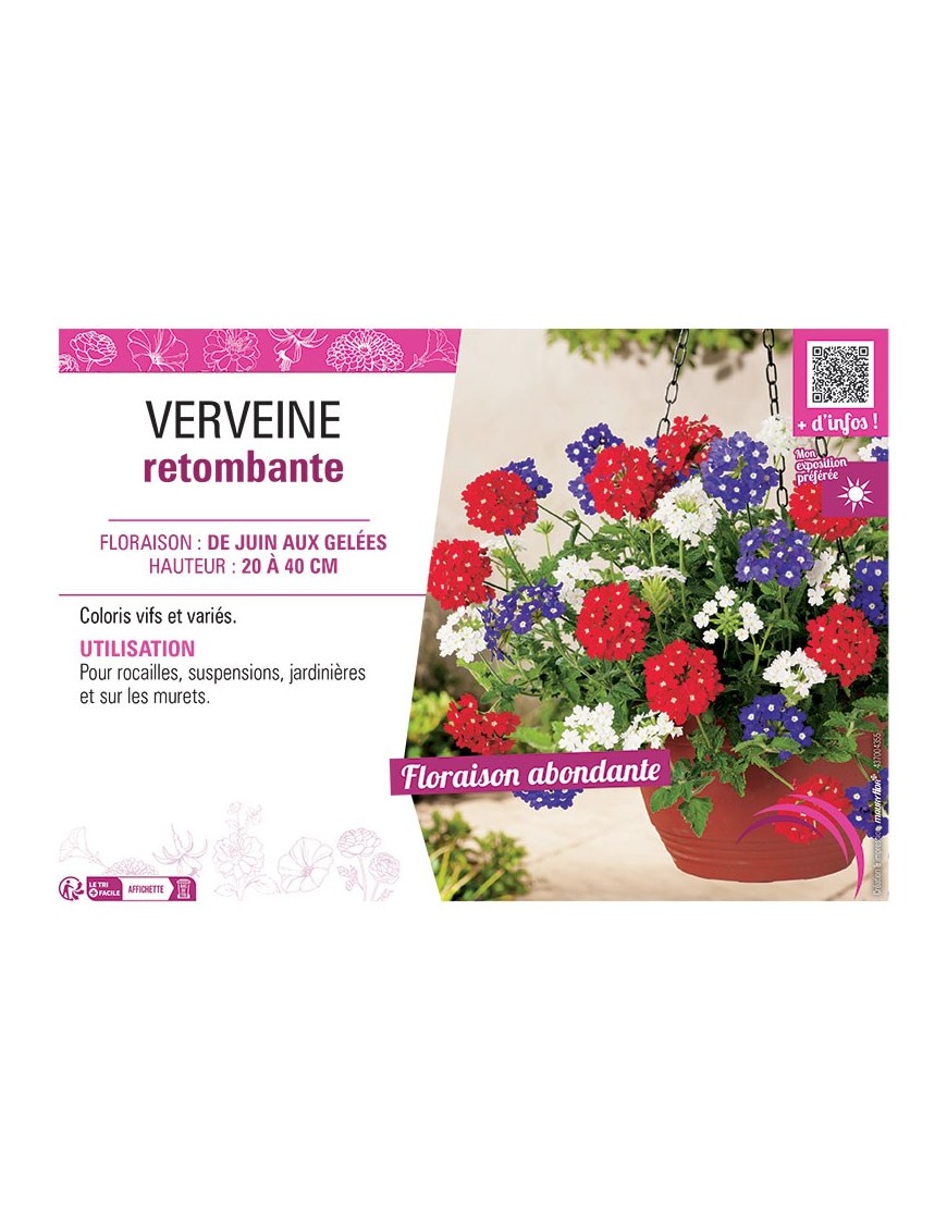 VERVEINE RETOMBANTE (variée)