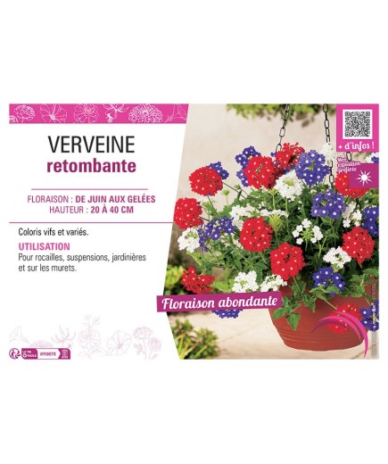 VERVEINE RETOMBANTE (variée)