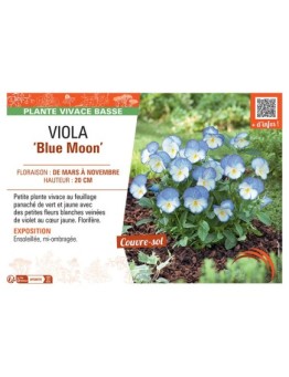 VIOLA BLUE MOON