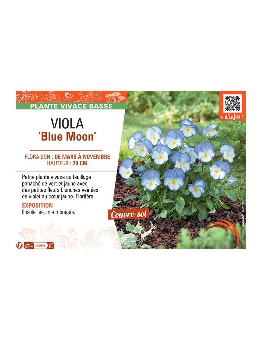 VIOLA BLUE MOON